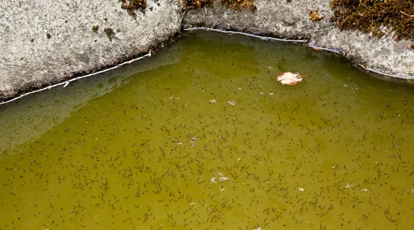 Larvas de mosquito en el agua