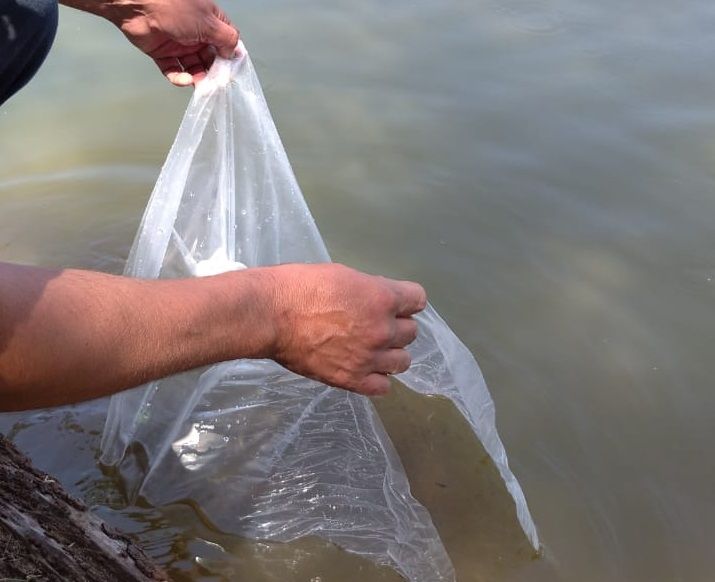 Liberación de peces en una laguna desde una bolsa de traslado