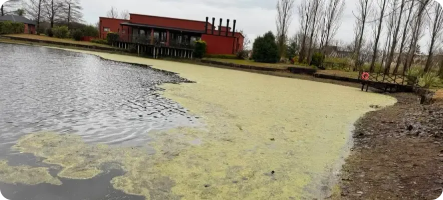 Laguna con algas acumuladas en la superficie antes de la recuperación